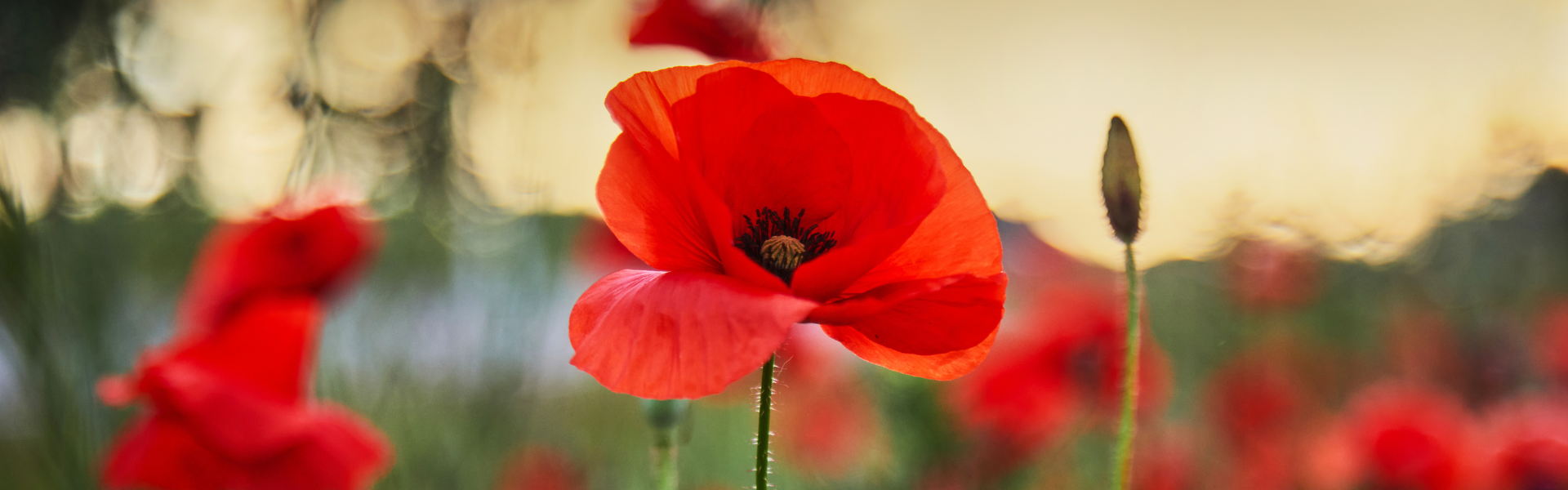 Red Poppy in a field