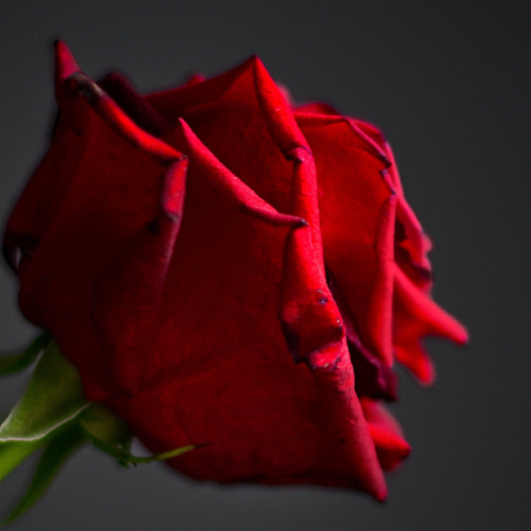 December 6: National Day of Remembrance and Action on Violence Against Women